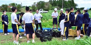 カボチャ収穫　１